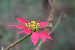 Euphorbia pulcherrima